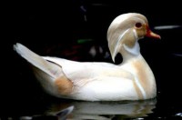 /album/aquaticos/pato-carolina-branco-i-jpg/